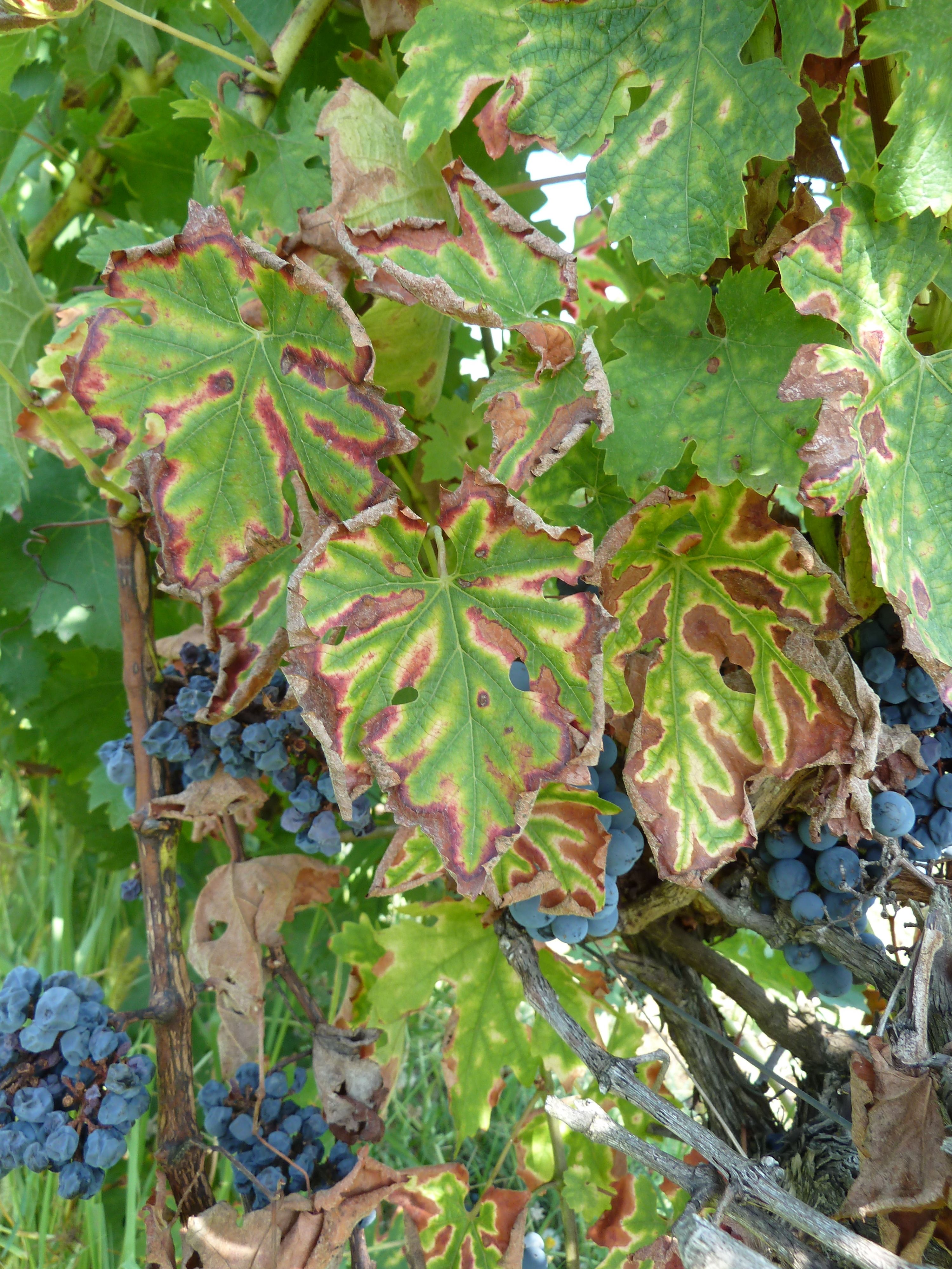 Grapevine Trunk Diseases A Review - Technical Articles - Piacenza